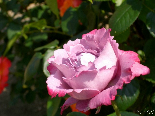 c0126344_131716.jpg