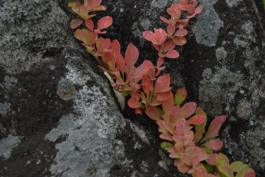 c0093046_6223667.jpg