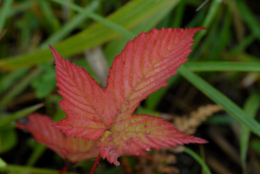 c0093046_6225369.jpg