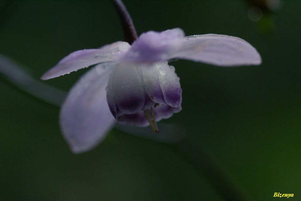 奥多摩_d0086248_23241030.jpg