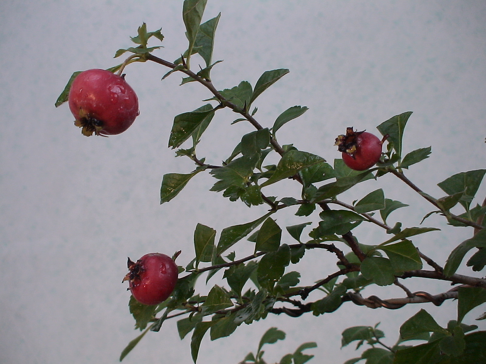 07 仲秋錦風1 山査子 ルビーサンザシ 盆草遊楽