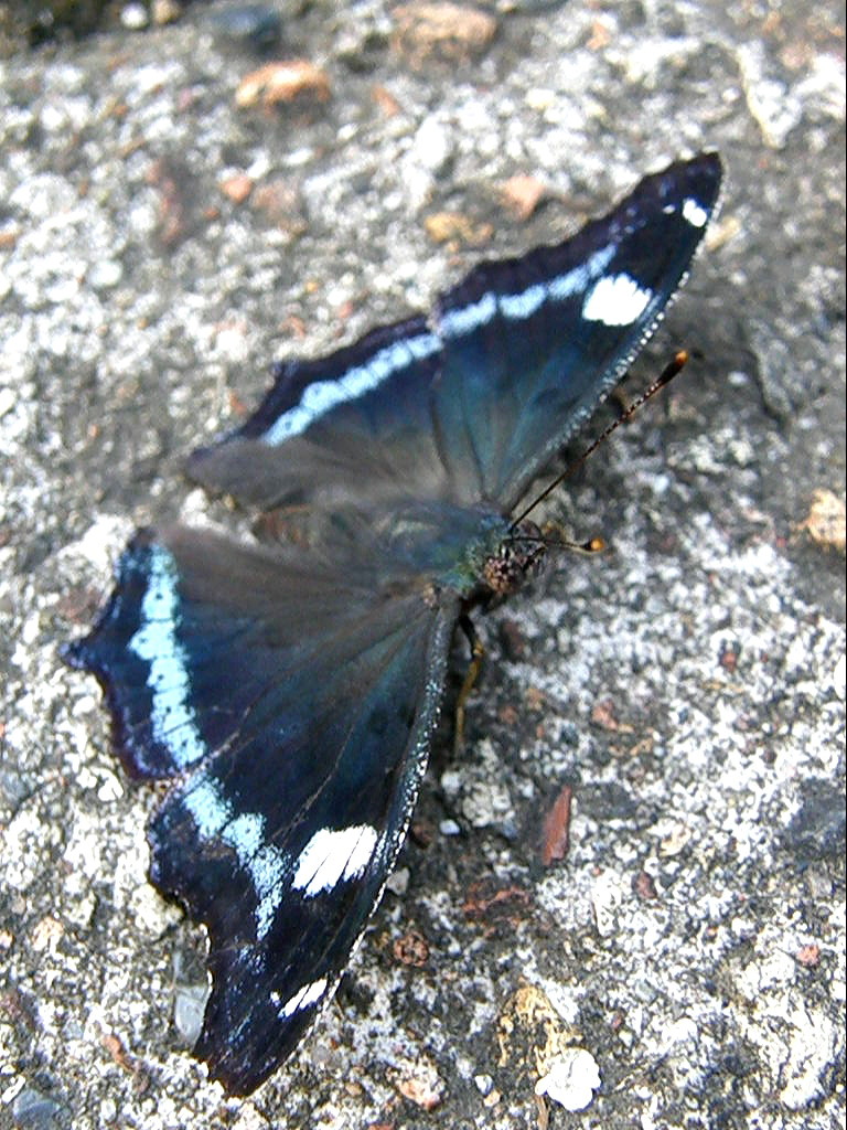 e0064158_05146.jpg