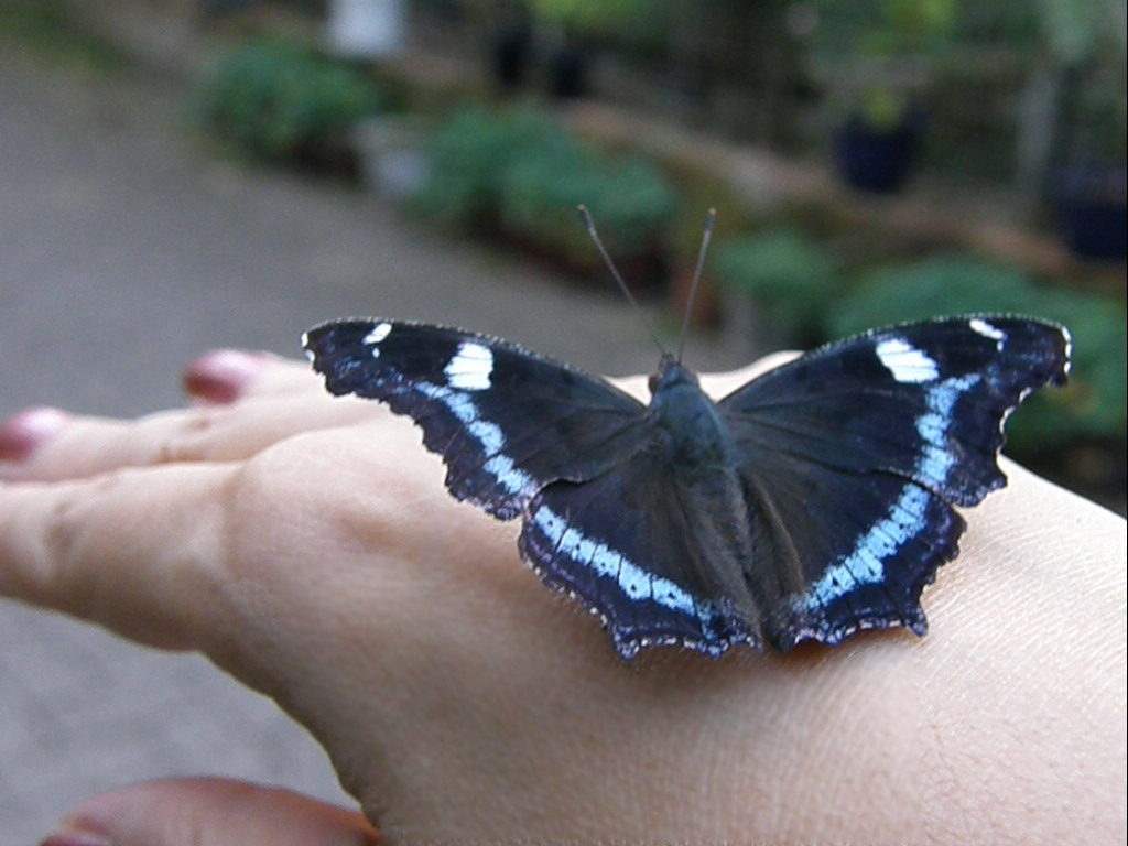 e0064158_06663.jpg