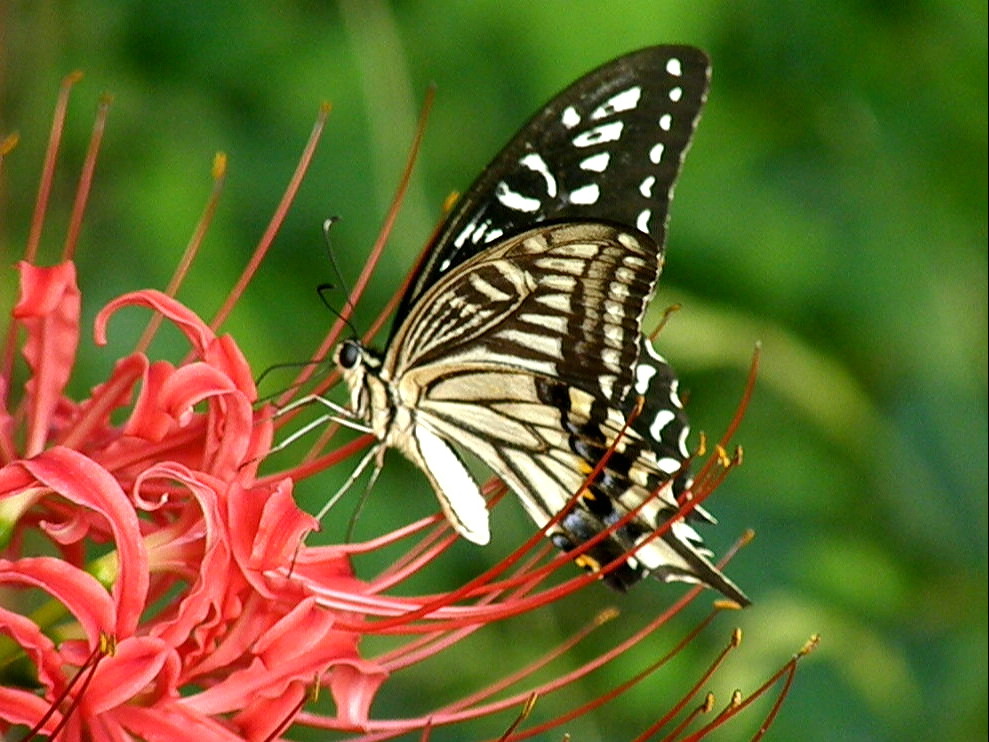 e0064158_2348827.jpg