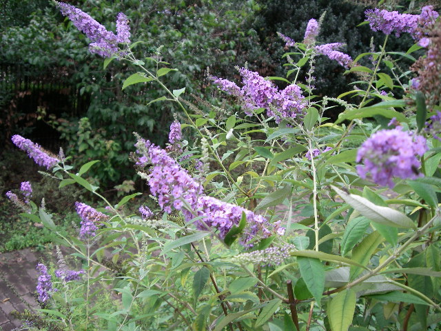 d0116059_1847022.jpg