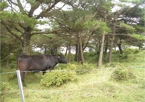 高清水より_f0054868_056528.jpg