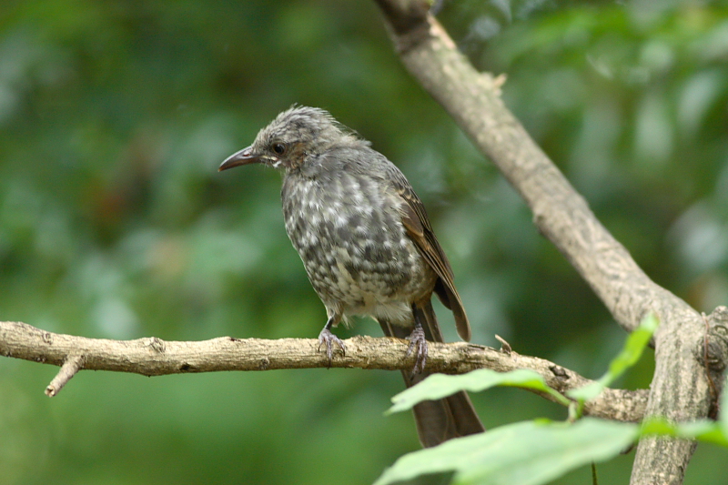 ヒヨドリ幼鳥_a0052080_205251.jpg