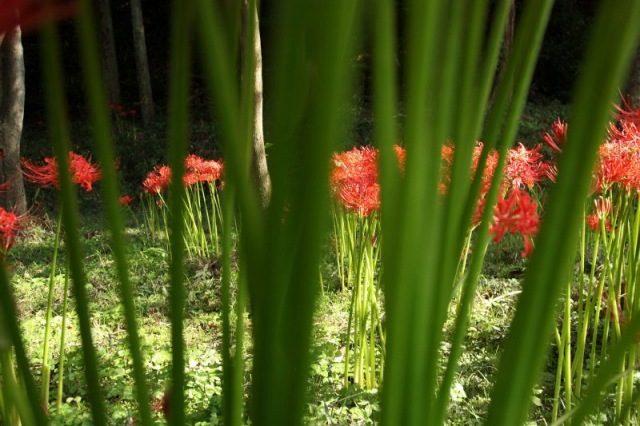 b0097892_15263947.jpg