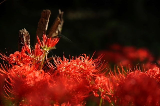 彼岸花in粟野_b0097892_7361259.jpg