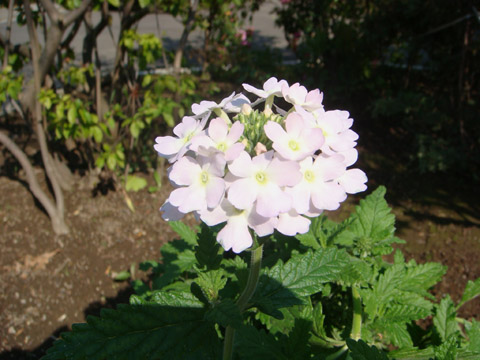 f0146493_9545038.jpg