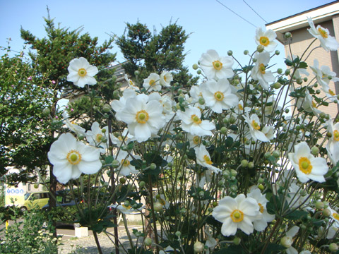 f0146493_95636100.jpg