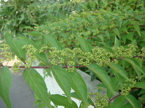 f0146493_9565679.jpg