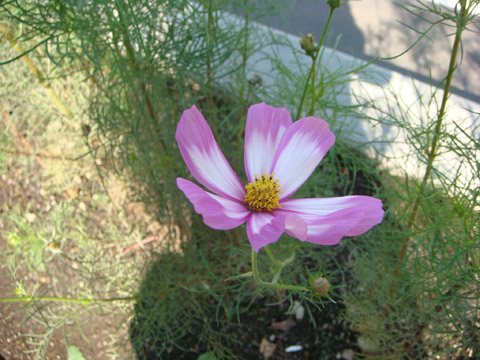 f0146493_9574361.jpg