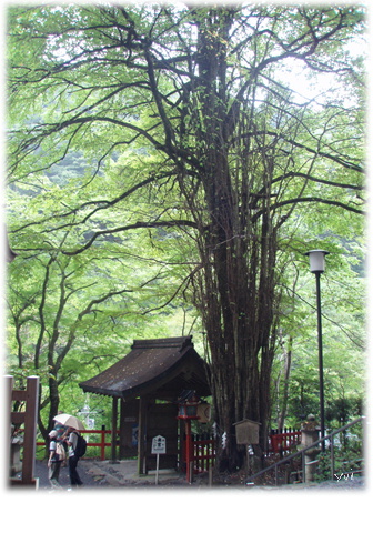 京都の風景 ~其の壱～_d0075206_192404.jpg