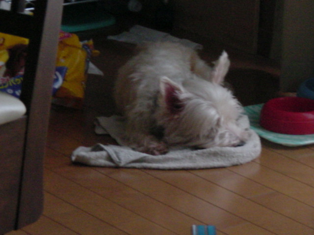 f0110712_2041771.jpg