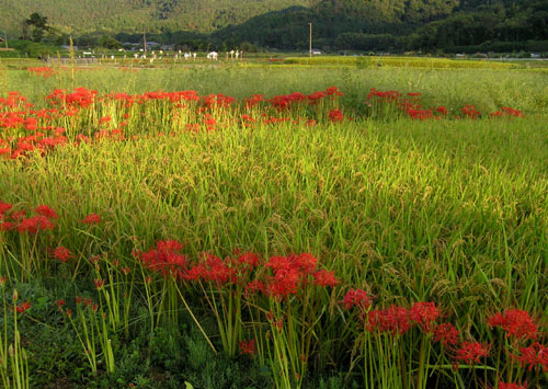 嵯峨野 広沢の池_e0048413_2127114.jpg
