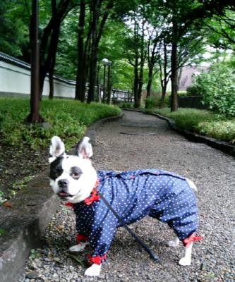 待てない女は雨に濡れる。_a0052736_11413199.jpg