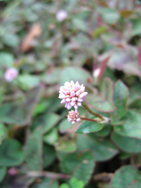 b0088037_8204154.jpg