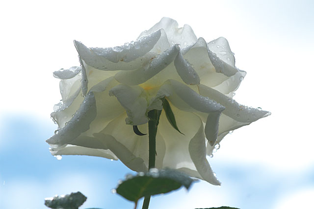 c0067040_2335977.jpg