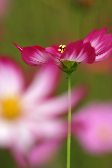 COSMOS　MACRO　_b0049843_20535989.jpg