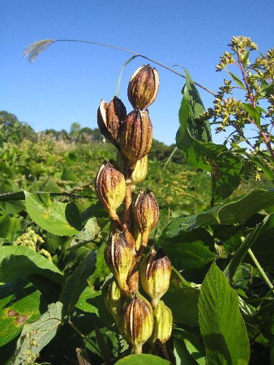 続・荒井山散策_a0100152_9403482.jpg