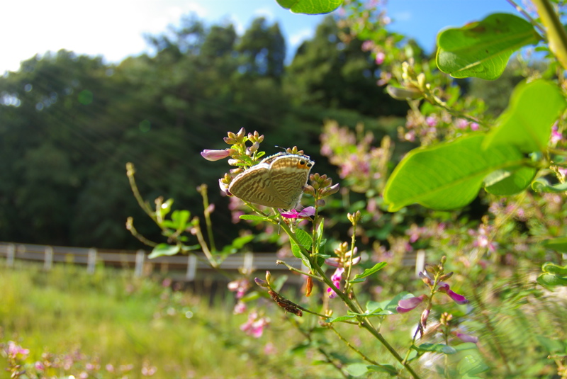 ９月３０日　野草園（その３）_a0009554_2312203.jpg