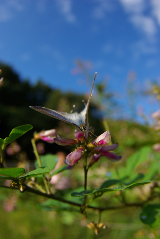 ９月３０日　野草園（その３）_a0009554_23124316.jpg