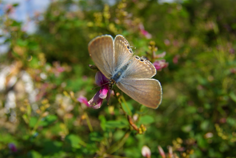 ９月３０日　野草園（その３）_a0009554_23132874.jpg