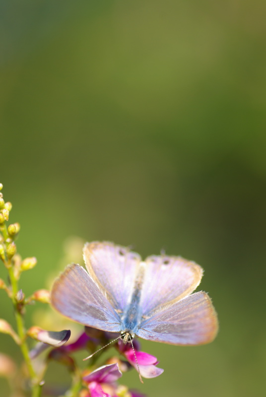 ９月３０日　野草園（その３）_a0009554_23153732.jpg