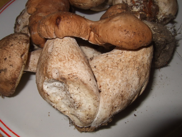 e0104154_33696.jpg