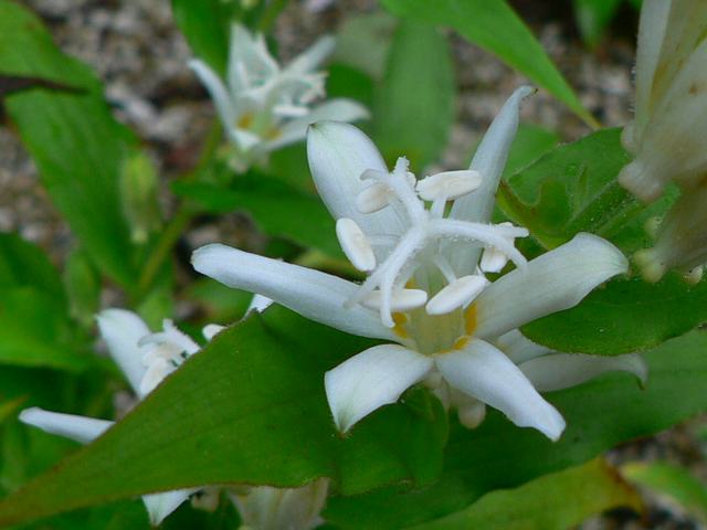 白花山路の杜鵑草（シロバナヤマジノホトトギス）_d0125765_6202589.jpg