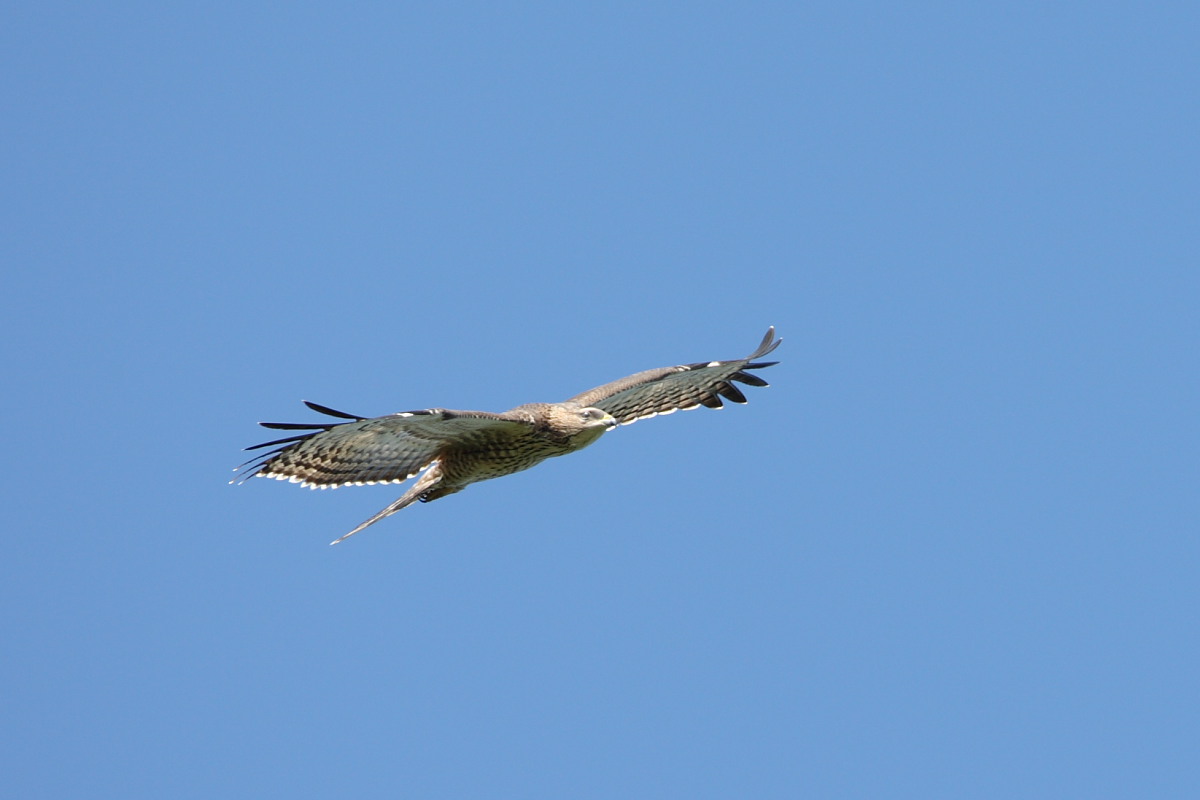 b0092366_2144167.jpg