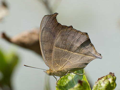 Junonia almana / タテハモドキ_e0097970_9541946.jpg