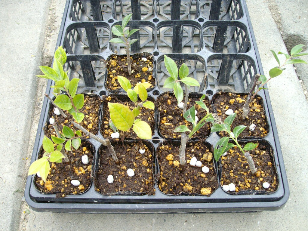 シャシャンボの挿し木の成功率と展望 ブルーベリーの育て方 栽培 ブルーベリー ノート Blueberrynote
