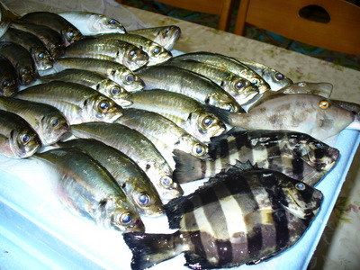 e0026586_1054880.jpg