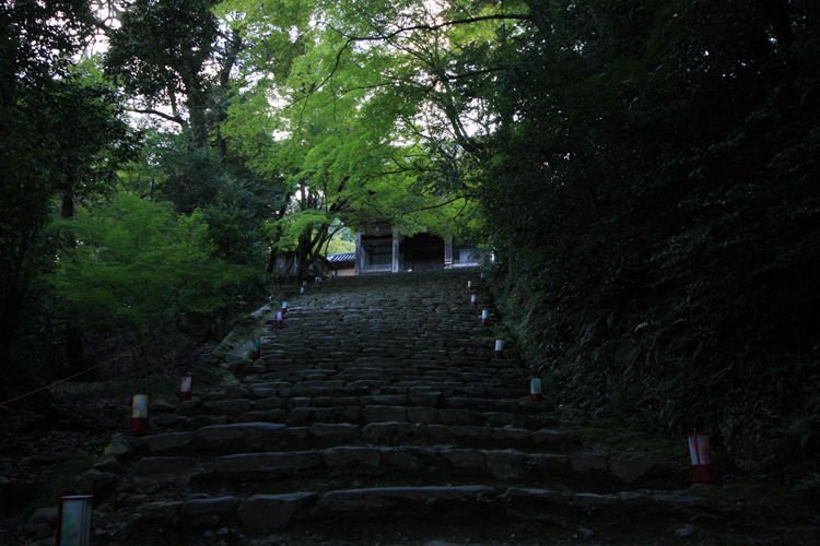 高雄 もみじの散歩路 初秋ライトアップ_e0051888_2252998.jpg