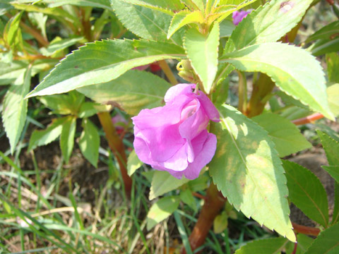 f0146493_841145.jpg
