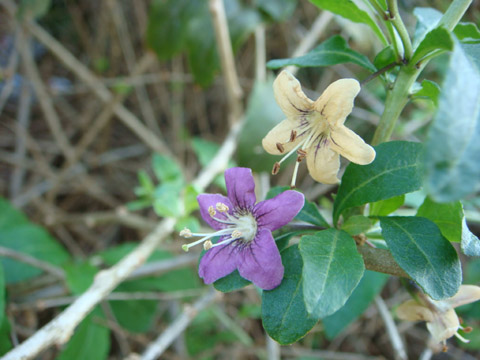 f0146493_843397.jpg