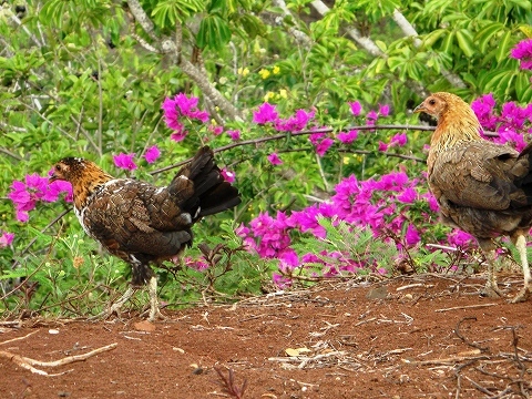 Hawaii 2007：2日目（9/16）　カウアイ島へ_a0039199_2312384.jpg