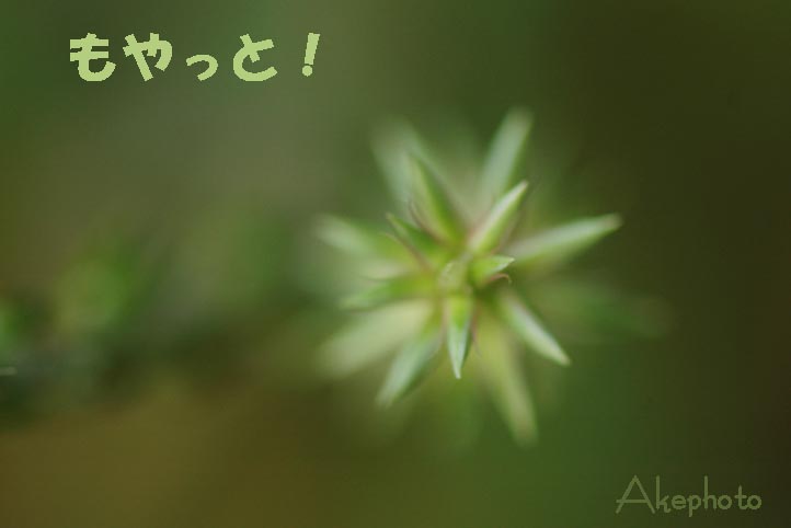 どんぐりコロコロ♪_e0127416_23541199.jpg