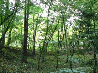 旧甲州街道(&白林荘)ウォーク下見_f0019247_04382.jpg