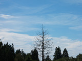 e0123748_1053182.jpg