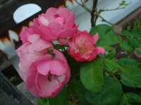 c0108460_19541569.jpg