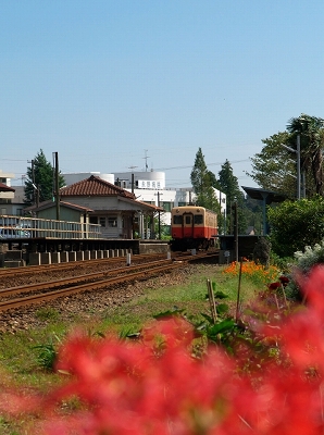 曼珠沙華の咲く駅_f0018464_7132598.jpg