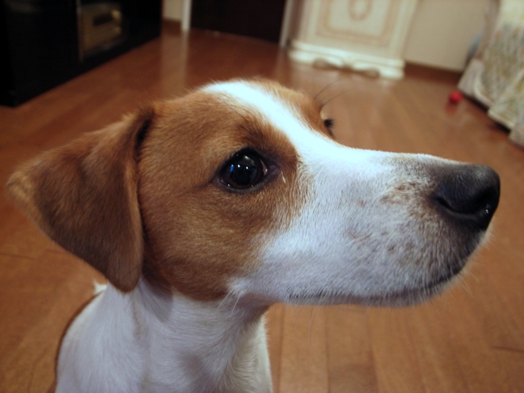 long nose_d0128066_15591296.jpg