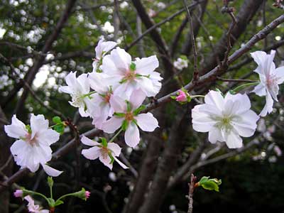 e0097770_224964.jpg