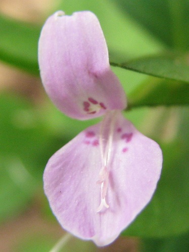 ハグロソウ(葉黒草)_c0085874_13545044.jpg