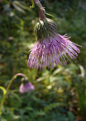 e0064375_811441.jpg