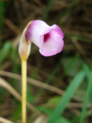 e0064375_818440.jpg