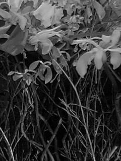 f0100480_19463672.jpg